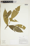 Herbarium Sheet V0324157F