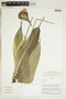 Herbarium Sheet V0324158F