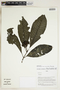 Herbarium Sheet V0324164F
