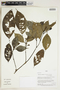 Herbarium Sheet V0324166F
