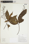 Herbarium Sheet V0324167F