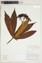 Herbarium Sheet V0324189F