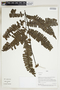 Herbarium Sheet V0324191F
