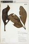 Herbarium Sheet V0324214F