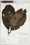 Herbarium Sheet V0324215F