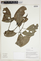 Herbarium Sheet V0324219F