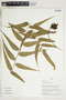 Herbarium Sheet V0324221F