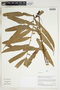 Herbarium Sheet V0324223F