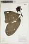 Herbarium Sheet V0324245F