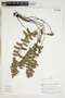 Herbarium Sheet V0324250F