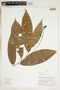 Herbarium Sheet V0324302F