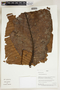 Herbarium Sheet V0324310F