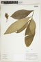 Herbarium Sheet V0324326F