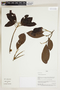 Herbarium Sheet V0324356F
