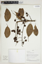 Herbarium Sheet V0415303F