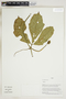 Herbarium Sheet V0415305F