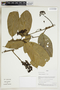 Herbarium Sheet V0415307F