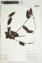 Herbarium Sheet V0415317F