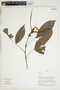 Herbarium Sheet V0415319F