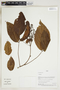 Herbarium Sheet V0415322F