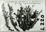Cladonia squamosa var. squamosa image