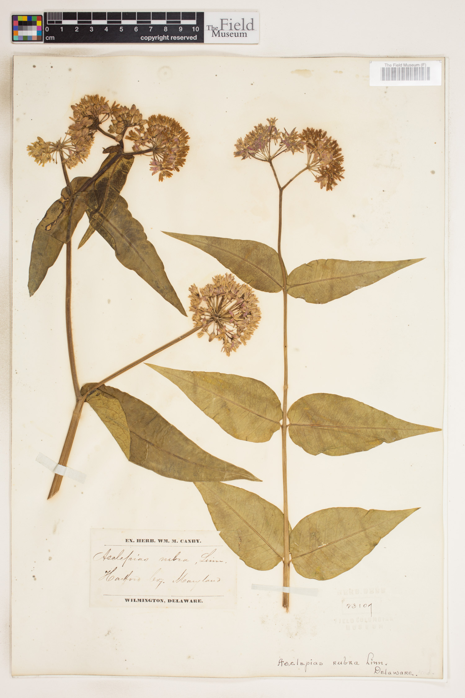 Asclepias rubra image