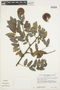 Machaerium aristulatum (Spruce ex Benth.) Ducke, Peru, C. Davidson 9890, F