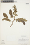 Machaerium aristulatum (Spruce ex Benth.) Ducke, Peru, J. Revilla 618, F
