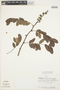 Machaerium aristulatum (Spruce ex Benth.) Ducke, Peru, J. Revilla 659, F