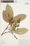 Machaerium floribundum var. hypargyreum (Harms) Rudd, Peru, A. H. Gentry 19071, F