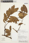 Machaerium floribundum var. parviflorum Benth., Peru, J. J. Pipoly 14813, F