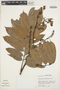 Machaerium floribundum Benth., Peru, M. Rimachi Y. 3607, F