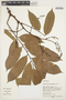 Machaerium floribundum Benth., Peru, M. Rimachi Y. 10411, F