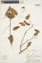 Machaerium leiophyllum (DC.) Benth., Peru, A. H. Gentry 24923, F