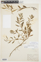 Proserpinaca palustris L., U.S.A., R. N. Lloyd, F