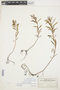 Proserpinaca palustris L., U.S.A., O. E. Lansing, Jr. 437, F