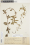 Proserpinaca palustris L., U.S.A., E. E. Sherff, F