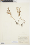 Proserpinaca palustris L., U.S.A., F. A. Swink 2556, F