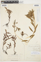 Proserpinaca palustris L., U.S.A., W. M. Canby, F