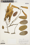 Machaerium quinata (Aubl.) Sandwith, Peru, J. Revilla 319, F