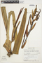 Phragmipedium boissierianum (Rchb. f.) Rolfe, PERU, E. Wade Davis 1265, F
