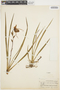 Phragmipedium caricinum (Lindl. & Paxton) Rolfe, PERU, G. Klug 2634, F