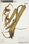 Phragmipedium caudatum (Lindl.) Rolfe, PERU, M. O. Dillon 1127, F