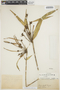 Myoxanthus frutex (Schltr.) Luer, PERU, C. Bues, F
