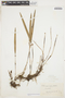 Octomeria guentheriana Kraenzl., BOLIVIA, H. H. Rusby 2764, F