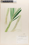 Cyrtopodium punctatum (L.) Lindl., Orchid sketch, BRITISH GUIANA [Guyana], B. E. Dahlgren, F