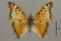124979 Charaxes jahlusa d IN