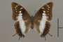 124984 Charaxes etheocles d IN