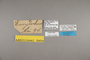 125082 Caligo brasiliensis sulanus labels IN