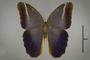 125089 Caligo euphorbus euphorbus d IN